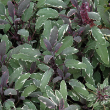 HERB SAGE TRICOLOR 4"