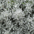 HERB SANTOLINA GREY 4"