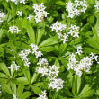 HERB SWEET WOODRUFF 4"