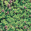 HERB THYME LEMON 4"