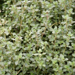 HERB THYME SILVER EDGE 4"