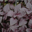 HERB BASIL RED RUBIN 4"