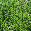 HERB SAVORY WINTER 4"