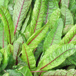 HERB SORREL RED VEINED 4"