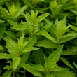 HERB EPAZOTE MEXICAN TEA 4"