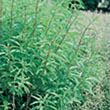 HERB 'SHISHO' 3.5"