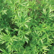 HERB CILANTRO CONFETTI 3.5"