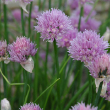 HERB CHIVES 3.5"