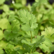 HERB CILANTRO 3.5"