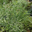 HERB CUMIN 3.5"
