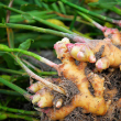 HERB GINGER 3.5"