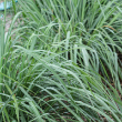 HERB LEMON GRASS ORG 3.5"