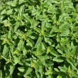 HERB OREGANO GREEK ORG 3.5"
