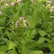 HERB TOBACCO SHIRAZI ORG 3.5"