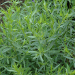 HERB TARRAGON FRENCH ORG 3.5"