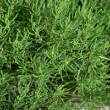 HERB SANTOLINA GREEN VIRENS 4"