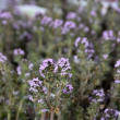 HERB THYME SPICY ORANGE 4"