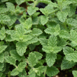 HERB MINT STRAWBERRY 4"