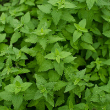 HERB CATNIP 3.5"