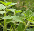 HERB BASIL TULSI KAPOOR 4"