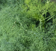 HERB DILL MAMMOTH LONG ISLAND 4"