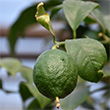 CITRUS LIME PERSIAN 3 GAL