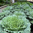 ORNAMENTAL CABBAGE & KALE 8"