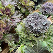 ORN PEPPER/KALE 2.5"
