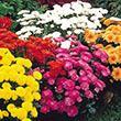 MUM HARDY 6.5"