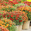 MUM HARDY 10"