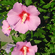 HIBISCUS TW 4.5"
