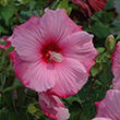 HIBISCUS TW 6"