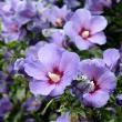 HIBISCUS TW 10" HB