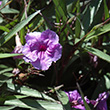 RUELLIA PURPLE SHOWERS
