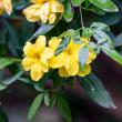 ALLAMANDA CATHARTICA 10" BUSH
