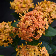 IXORA MAUI RED 10"