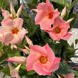 MAND SP PEACH SR GIANT 10" TRELL