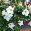 HB DIPLADENIA 10"