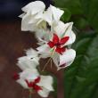 CLERODENDRUM BLEEDING HEART 10"