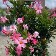 MANDEVILLA TRELLIS 10"
