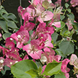 BOUGAINVILLEA BUSH 2G