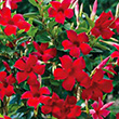 MANDEVILLA TEEPEE 10"