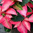 POINSETTIA ICE CRYSTAL 4.5"