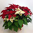 POINSETTIA RED/WHITE 10"