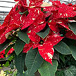 HB POINSETTIA RD GLITTER/IVY 11"