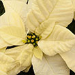POINSETTIA PRINCETTIA WHITE 7"