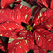 POINSETTIA RED GLITTER 4.5"