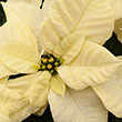 POINSETTIA BRIGHT WHITE 4.5"