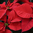 POINSETTIA RED 4.5"