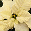 POINSETTIA WHITE 4.5"
